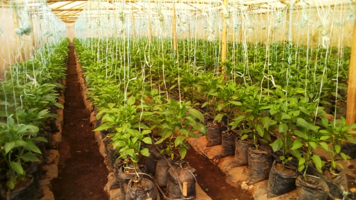 Greenhouse Solutions