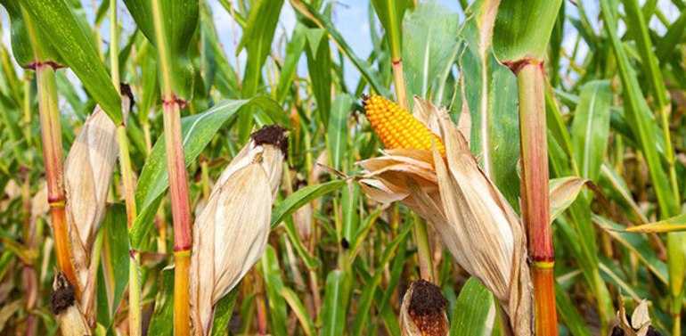 Maize products